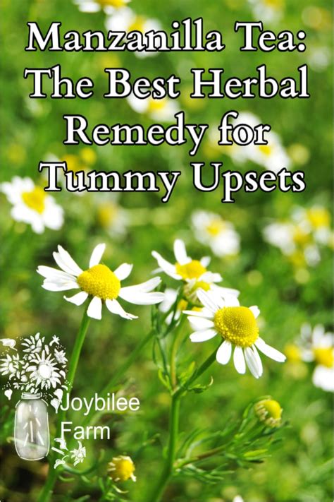 Manzanilla Tea - The Best Herbal Remedy for Tummy Upsets - Joybilee® Farm | DIY | Herbs ...