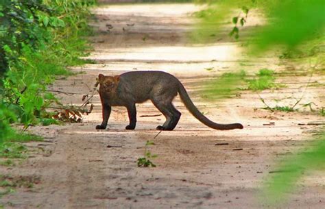 Cerrado: appreciation grows for Brazil's savannah, even as it vanishes