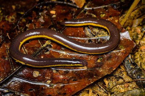 Supachai's caecilian (Ichthyophis supachaii)