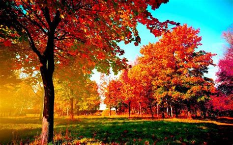 Autumn-trees Wide Desktop Background | Desktop wallpaper fall, Fall ...