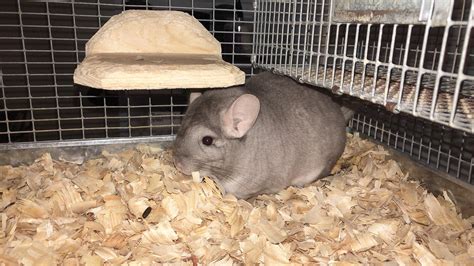 6 month old Hetero beige chinchilla. : r/chinchilla