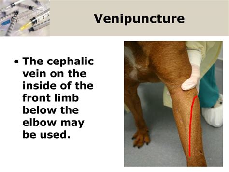 Cephalic Vein Dog