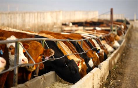 Wheat versus barley in feedlot rations | Canadian Cattlemen