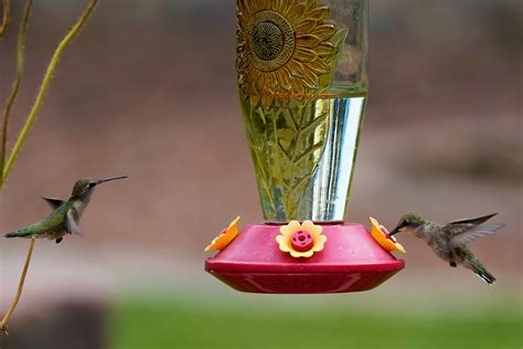 How Often Should You Change A Hummingbird Feeder?