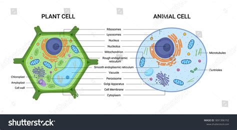 87,132 Animal Cell Images, Stock Photos, 3D objects, & Vectors ...