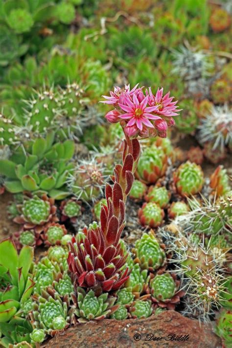 Blooming Hens And Chickens | Cacti and succulents, Backyard patio, Succulents