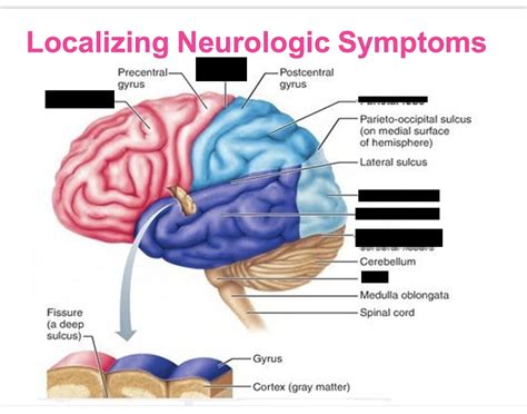 Anatomy- brain & lymphatic system #2 Quiz