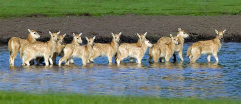 Knowsley Safari Park animals cool off in the spring sunshine - Liverpool Echo