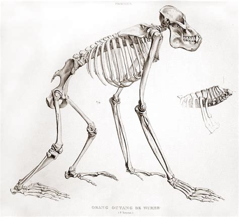 biology - Gorilla + Orangutan = The Best of Both Worlds - Worldbuilding Stack Exchange