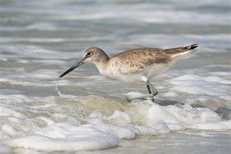 Dave Zosel's Minnesota Nature Photography: Shorebirds