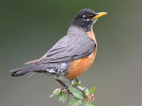 American Robin - eBird