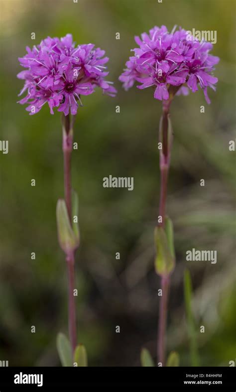 Arctic alpine plant hi-res stock photography and images - Alamy