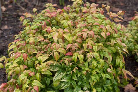 Buy Nandina nana 'Dwarf Nandina' - Hello Hello Plants & Garden Supplies