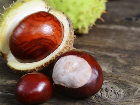 Aesculus hippocastanum Also known as buckeye and Spanish chestnut, the ...