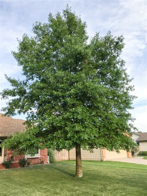 Oak Shumard - Tree Top Nursery & Landscape Inc.