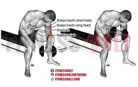 Reverse Dumbbell Curl