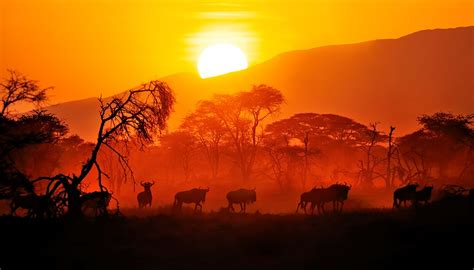 Wildlife photography in East Africa: Digital Photography Review