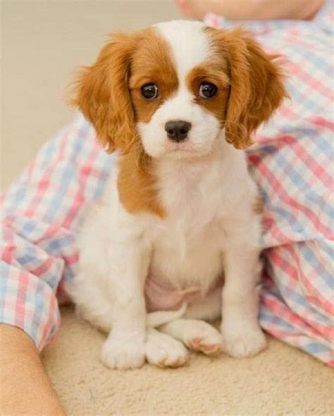 best small dog breeds for kids cute | King charles cavalier spaniel puppy, Cute animals, Spaniel ...