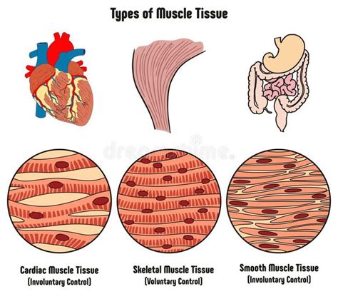 Types of Muscle Tissue of Human Body Diagram. Including cardiac ...