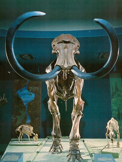 Mammoth Skeleton Sculpture