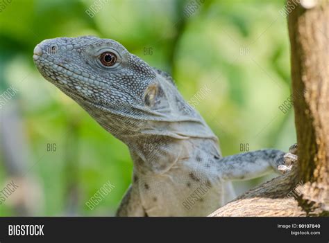 Ctenosaura Pectinata Image & Photo (Free Trial) | Bigstock