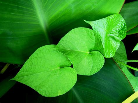 Free Images : leaf, flower, petal, green, botany, climber, aquatic plant, flora, heart shaped ...