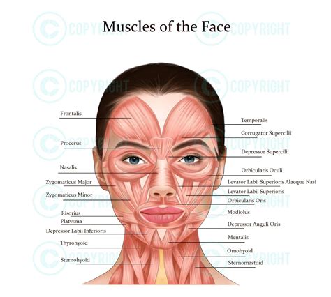 Muscles of the Face and Neck Botox & Filler Injector Anatomy Esthetician Aesthetics Dermatology ...