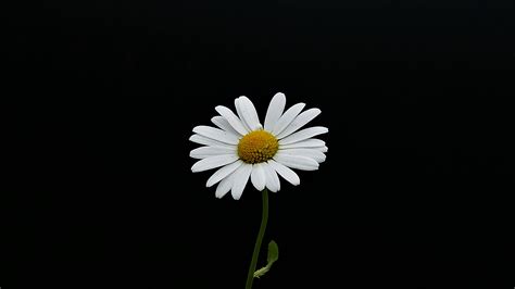 Black Daisy Wallpaper | PixLith