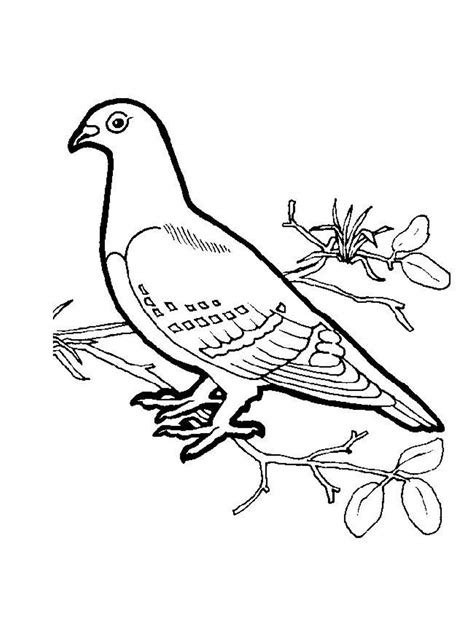 White Dove Coloring Page - Coloring Home