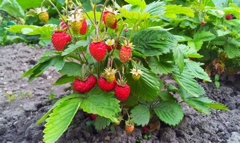 9 tips for fruit plants in your garden