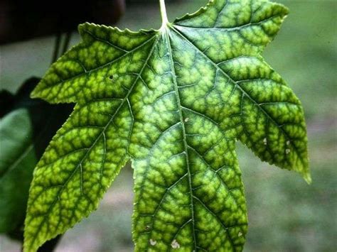 Chlorosis Tree Nutrient Deficiency - Arborjet