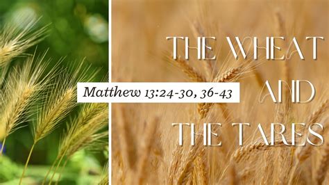 The Wheat and the Tares [ Matthew 13:24-30, 36-43 ] by Tim Cantrell ...