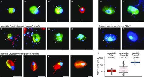 Morphological diversity of cryptophytes and comparative cell volume... | Download Scientific Diagram