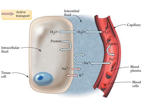 Interstitial Fluid | Lymphatic System | Water | Linfatico