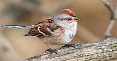 American Tree Sparrow Identification, All About Birds, Cornell Lab of Ornithology