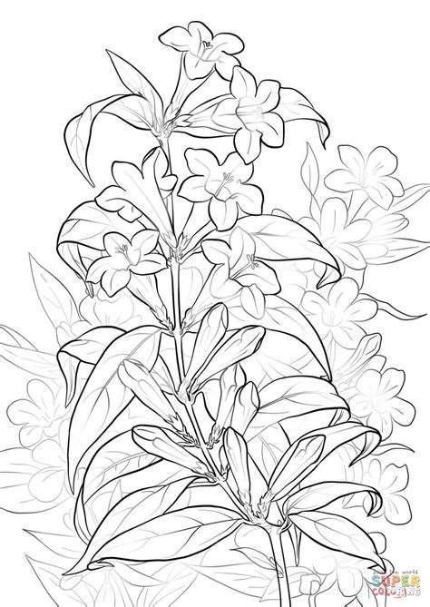 Yellow Jessamine coloring page | Free Printable Coloring Pages