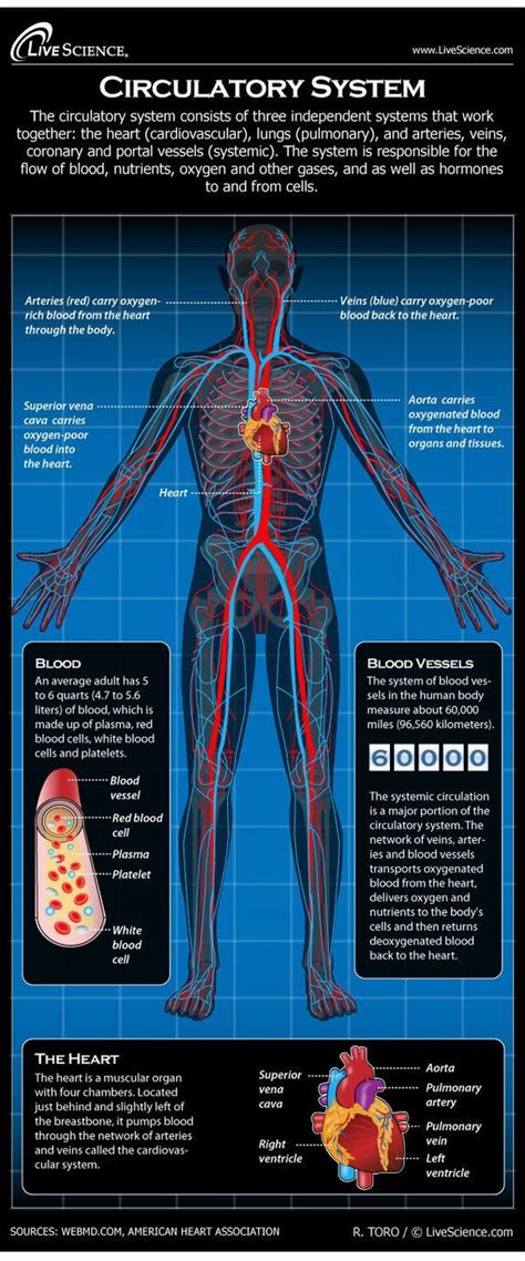 Diagram of the Human Circulatory System (Infographic) | Circulatory system, Human circulatory ...