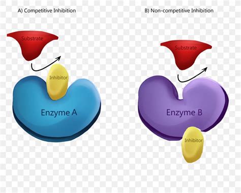 Enzyme Inhibitor Competitive Inhibition Allosteric Regulation Reaction Inhibitor, PNG ...