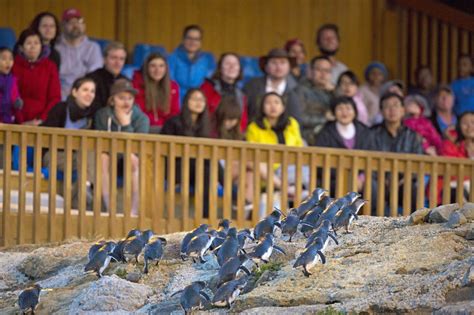 Oamaru Blue Penguin Colony - WanderLuxe