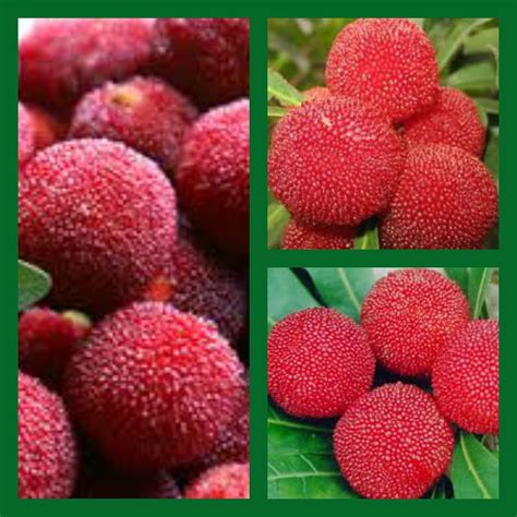 USHA'S KITCHEN: Myrica rubra, the Red Bayberry