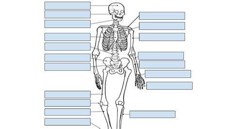 Skeleton Labeling Using Google Slides - Drag and Drop