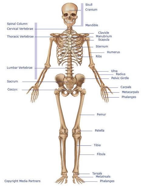 A Diagram Of Joints And Bones In The Human Body – Joints of the Body (Advanced) Coloring Page ...