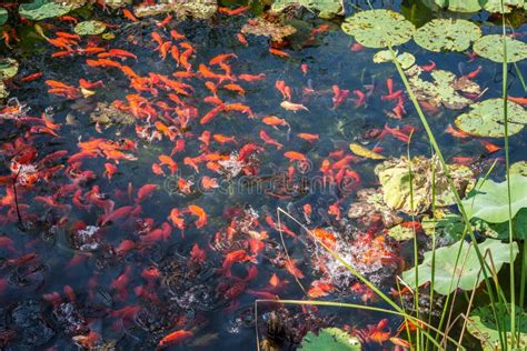 Chinese Koi Fish Swimming in the Pond in Beijing, China Stock Image - Image of beautiful, garden ...