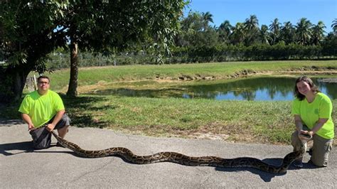 FWC removes 900th snake, captures 18-foot python – WKRG News 5