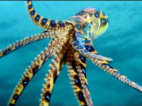 Dangerous sea creatures, top 10 dangerous animals, most dangerous sea cr... | Poisonous animals ...