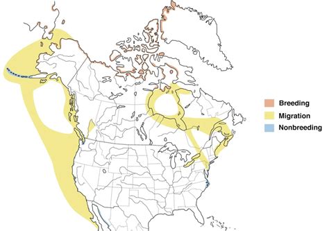 brant range map - Bird Watching HQ