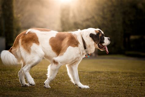 Why the Saint Bernard Is a Gentle Giant | Dog breeds, Top 10 dog breeds ...