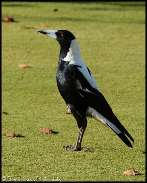 Magpie with unusual beak.. | BIRDS in BACKYARDS