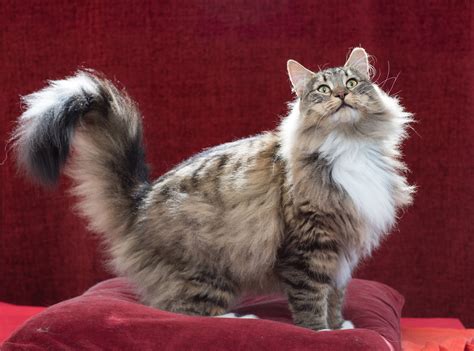 Fine felines from the 2017 UK Cat Fanciers show – in pictures ...