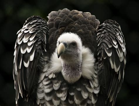 Rüppells Griffon Vulture | I visited Birdpark Avifauna today… | Flickr